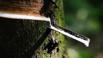 Cập nhật giá cao su hôm nay 6/11: Biến động trái chiều tại 2 sàn giao dịch