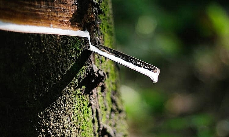 Giá cao su hôm nay 6/11 tăng giảm trái chiều tại hai sàn giao dịch