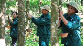 10 tháng, xuất khẩu cao su của Việt Nam thu về gần 1,7 tỷ USD