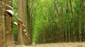 Cập nhật giá cao su hôm nay 6/11: Đồng loạt tăng ở phiên chiều