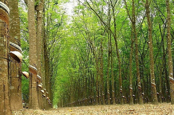 Giá cao su hôm nay 6/11 đồng loạt tăng ở phiên chiều