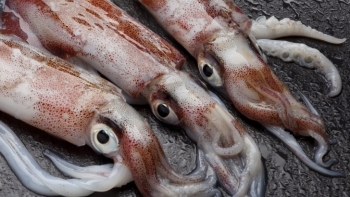 Xuất khẩu mực và bạch tuộc sang Trung Quốc bật tăng gần 44%