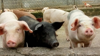 Giá thịt lợn hôm nay 7/11: Điều chỉnh nhẹ tại một số tỉnh