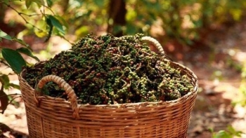 Giá hồ tiêu hôm nay 7/11: Tăng hầu hết tại các địa phương