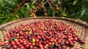 Giá cà phê hôm nay 7/11: Tiếp tục tăng, đồng loạt vượt mức 33 triệu đồng/tấn
