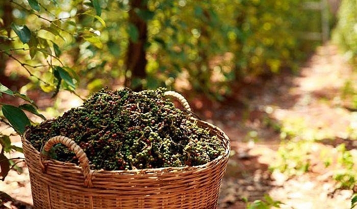 Giá hồ tiêu hôm nay 7/11 tăng hầu hết tại các địa phương