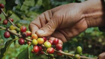 ICO: Chỉ số giá cà phê ICO tháng 10 giảm trở lại, sau 3 tháng tăng liên tiếp