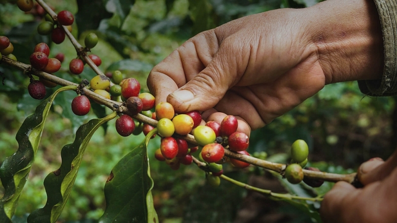 Chỉ số giá cà phê ICO tháng 10 giảm trở lại, sau 3 tháng tăng liên tiếp
