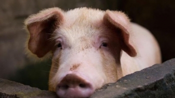 Giá thịt lợn hôm nay 9/11: Một vài địa phương nhích nhẹ