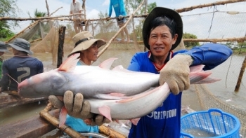 Giá cá tra nguyên liệu trong tháng 10 phục hồi mạnh