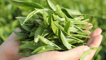 Xuất khẩu chè 10 tháng đạt 111.000 tấn, tăng 2,4% so với cùng kỳ