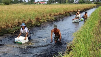 Cà Mau: Phát triển tôm càng xanh xen canh trên diện tích lúa sạch