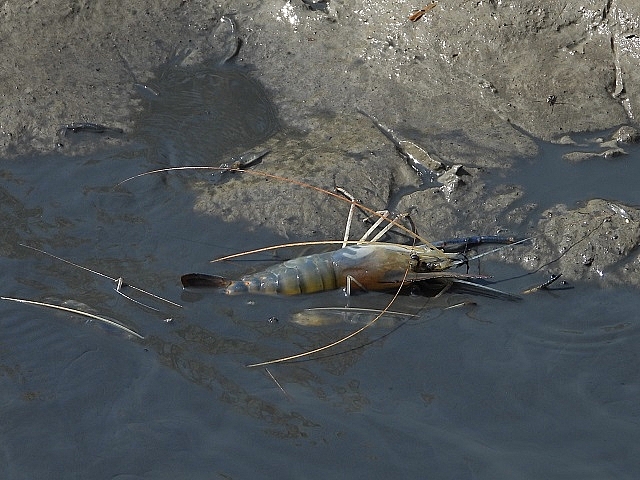 Cà Mau được xem là “thủ phủ” nuôi tôm của cả nước