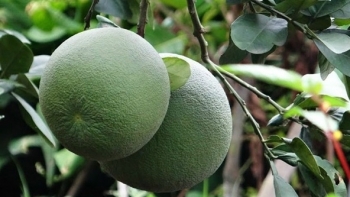 ĐBSCL: Tập trung phát triển mô hình trồng bưởi da xanh chuyên canh