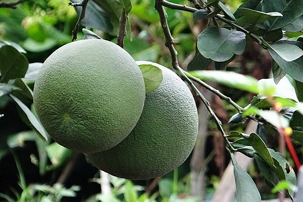 Đồng bằng sông Cửu Long tập trung phát triển vùng trồng bưởi da xanh chuyên canh Đồng bằng sông Cửu Long tập trung phát triển vùng trồng bưởi da xanh chuyên canh