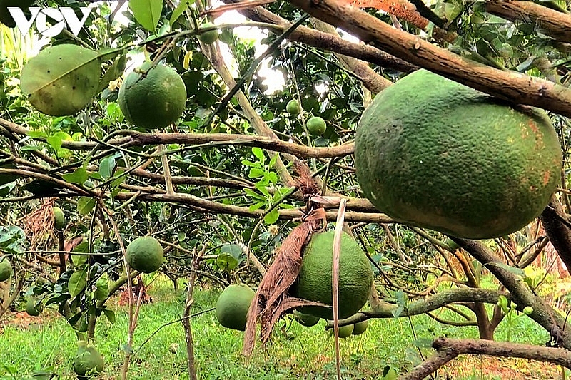 Một vườn bưởi da xanh trồng theo hướng hữu cơ ở Trà Vinh Một vườn bưởi da xanh trồng theo hướng hữu cơ ở Trà Vinh