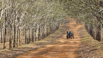 Cập nhật giá cao su hôm nay 10/11: Đồng loạt tăng