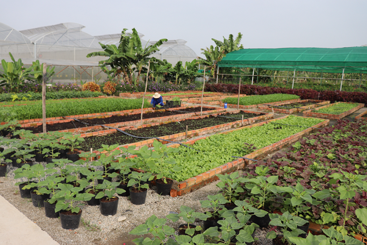 Nông trại được thành lập rộng hơn 4ha, với phương châm mang thực phẩm an toàn từ nông trại đến bàn ăn cho mọi gia đình Nông trại được thành lập rộng hơn 4ha, với phương châm mang thực phẩm an toàn từ nông trại đến bàn ăn cho mọi gia đình