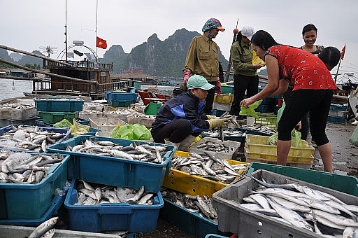 Với những kết quả đạt được, trên những nền tảng đã có, thủy sản Quảng Ninh dễ dàng tiếp cận và vận dụng được những cơ hội lớn để nâng tầm vị thế của mình