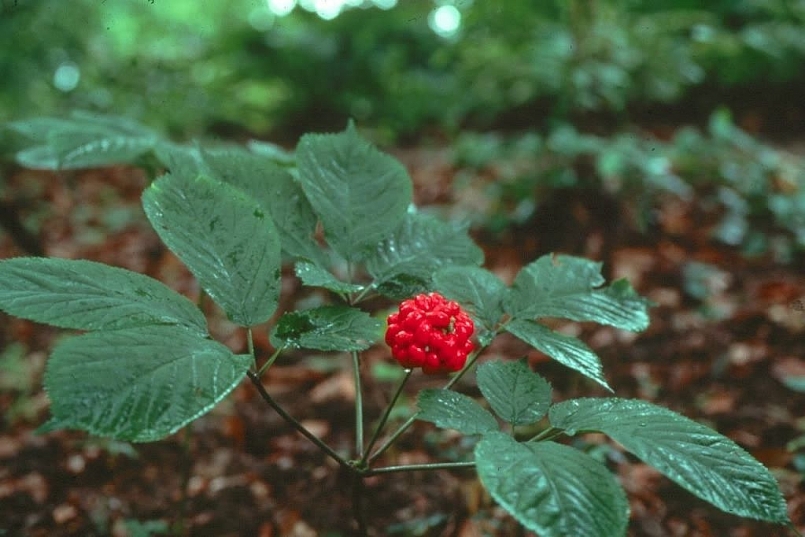 Hình ảnh cây Sâm Ngọc Linh Hình ảnh cây Sâm Ngọc Linh