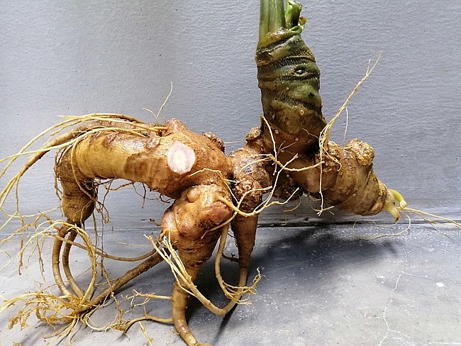 Thành phần có trong Sâm Ngọc Linh chính là thứ tạo nên giá trị vô cùng đặc biệt cho loài thảo dược nà Thành phần có trong Sâm Ngọc Linh chính là thứ tạo nên giá trị vô cùng đặc biệt cho loài thảo dược nà