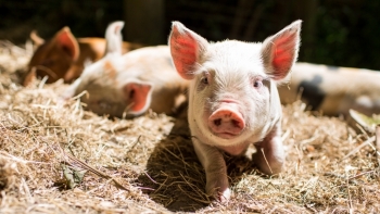 Giá thịt lợn hôm nay 11/11: Điều chỉnh giảm từ 1.000 - 3.000 đồng/kg