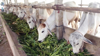 An Giang: Quy định về mật độ chăn nuôi trên địa bàn tỉnh