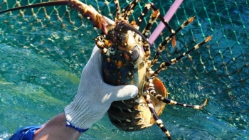 Bảo hộ chỉ dẫn địa lý  "Phú Yên" cho sản phẩm tôm hùm bông