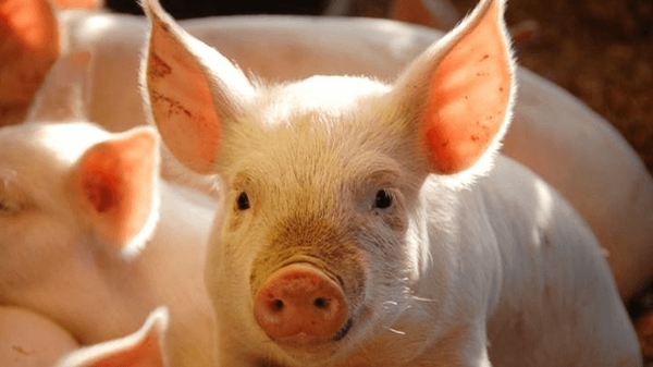 Giá thịt lợn hôm nay 12/11: Điều chỉnh ở một số tỉnh thành