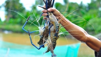 Phê duyệt Đề án phát triển sản xuất và xuất khẩu tôm càng xanh