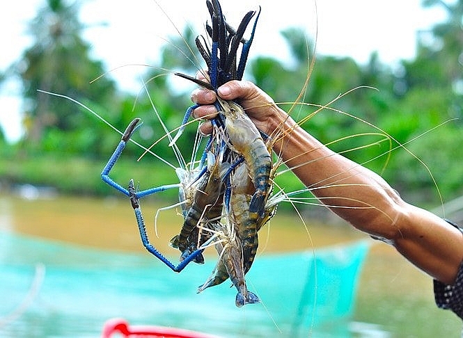 Phê duyệt Đề án phát triển sản xuất và xuất khẩu tôm càng xanh