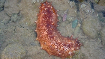 Thụy Điển nuôi cấy thành công hải sâm đỏ