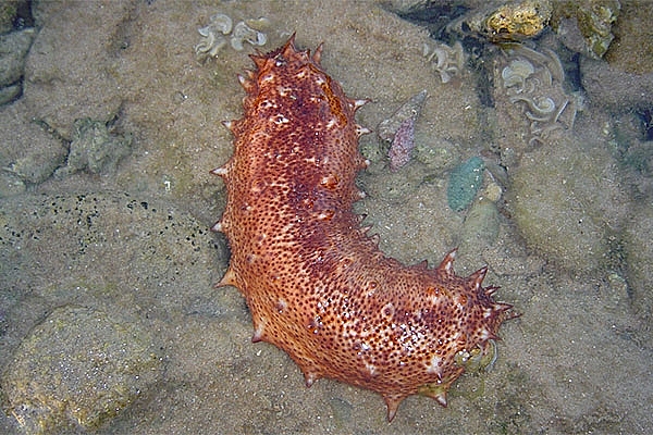 Thụy Điển nuôi cấy thành công hải sâm đỏ