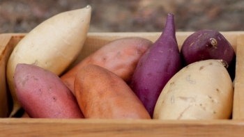 Đồng Tháp: Nâng giá trị cho sản phẩm từ khoai lang