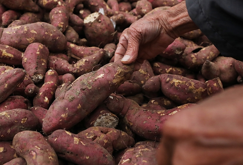 Khoai và sản phẩm từ khoai là một trong những mặt hàng chủ lực, mang lại hiệu quả kinh tế cao cho người dân tỉnh Đồng Tháp