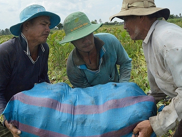 Bên cạnh khoai lang, khoai môn cũng được phát triển ở Đồng Tháp