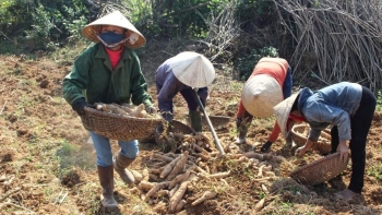 10 tháng, xuất khẩu sắn tăng cả lượng và giá trị