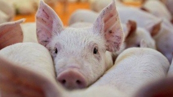 Giá thịt lợn hôm nay 13/11: Đồng loạt giảm tại miền Trung, Tây Nguyên