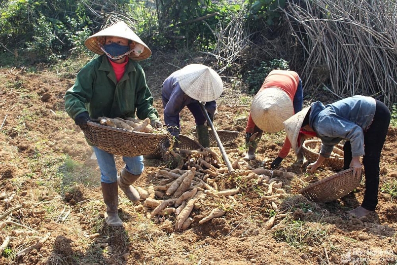 Xuất khẩu sắn 10 tháng tăng cả lượng và giá trị Xuất khẩu sắn 10 tháng tăng cả lượng và giá trị