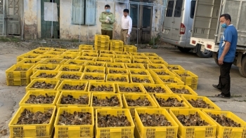 Lạng Sơn: Ngăn chặn 40.000 con gà giống nhập lậu