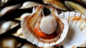 Việt Nam tăng xuất khẩu nhuyễn thể hai mảnh vỏ sang EU