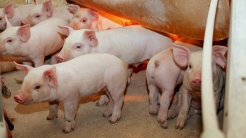 Giá thịt lợn hôm nay 15/11: Dao động từ 65.000 - 76.000 đồng/kg