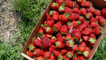 Giá rau củ quả hôm nay 15/11: Tăng cường giảm giá ngày Chủ nhật