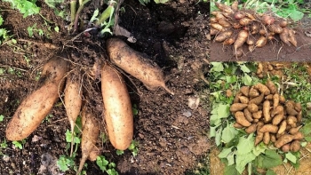 Củ sâm đất - vị thuốc quý trong Đông y