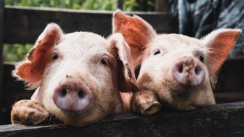 Giá thịt lợn hôm nay 16/11: Đầu tuần, điều chỉnh nhẹ