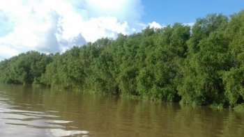 Trà Vinh: Chuyển đổi 3.790 ha từ rừng phòng hộ sang rừng sản xuất