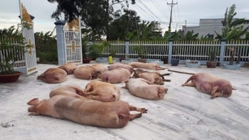 Tiền Giang: Công bố dịch tả lợn châu Phi tại xã Tân Thới, huyện Tân Phú Đông