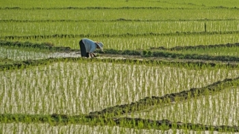 Miền Bắc dự kiến gieo cấy hơn 1 triệu ha trong vụ Đông Xuân 2020-2021