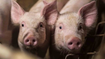 Giá thịt lợn hôm nay 18/11: Cả 3 miền đồng loạt giảm