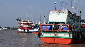 Cà Mau: Thống nhất sử dụng dữ liệu tàu cá từ phần mềm Vnfishbase